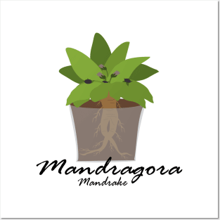 Mandragora Posters and Art